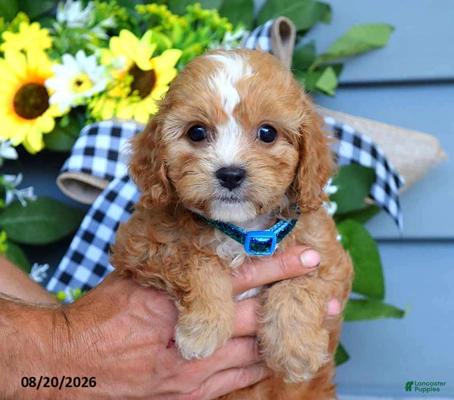 Cavapoo dogs Tucker - Ad 1
