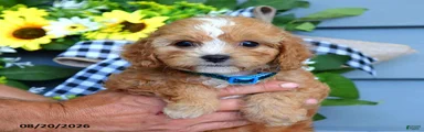 Tucker