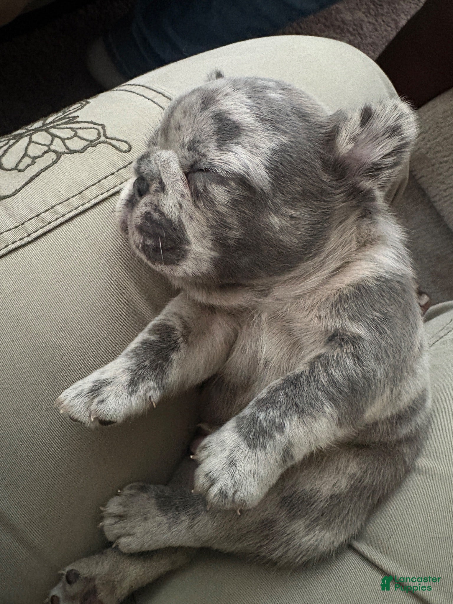 French Bulldog dogs Bear 💙 - Ad 1