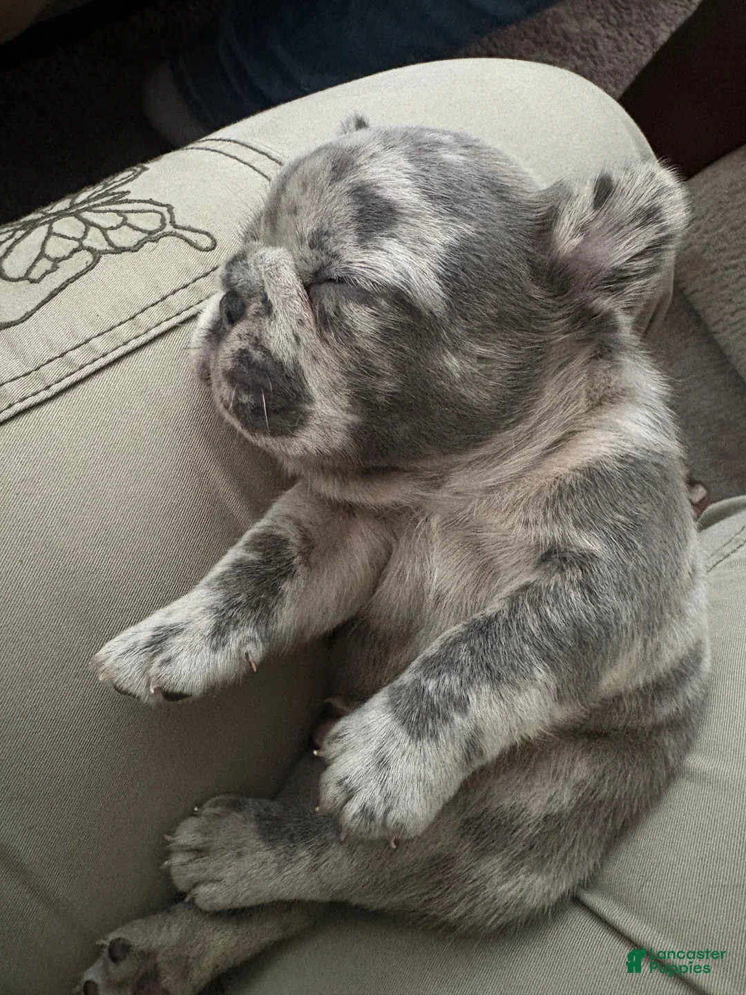 French Bulldog dogs for sale: Bear 💙 - Ad 1