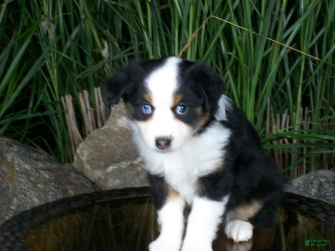Miniature Australian Shepherd dogs for sale: Rosie - Ad 2