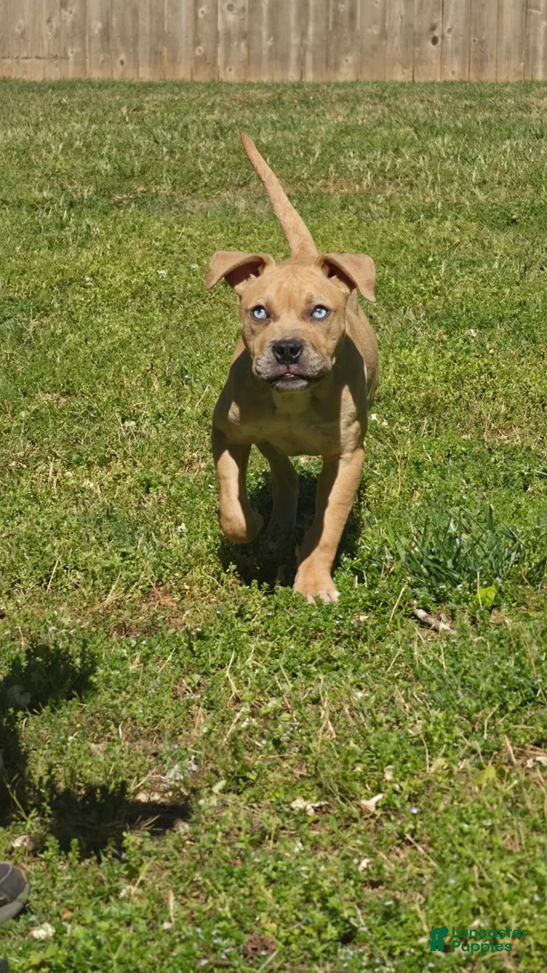 American Pit Bull Terrier dogs for sale: Icy - Ad 1