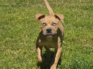American Pit Bull Terrier dogs for sale: Icy - Ad 1