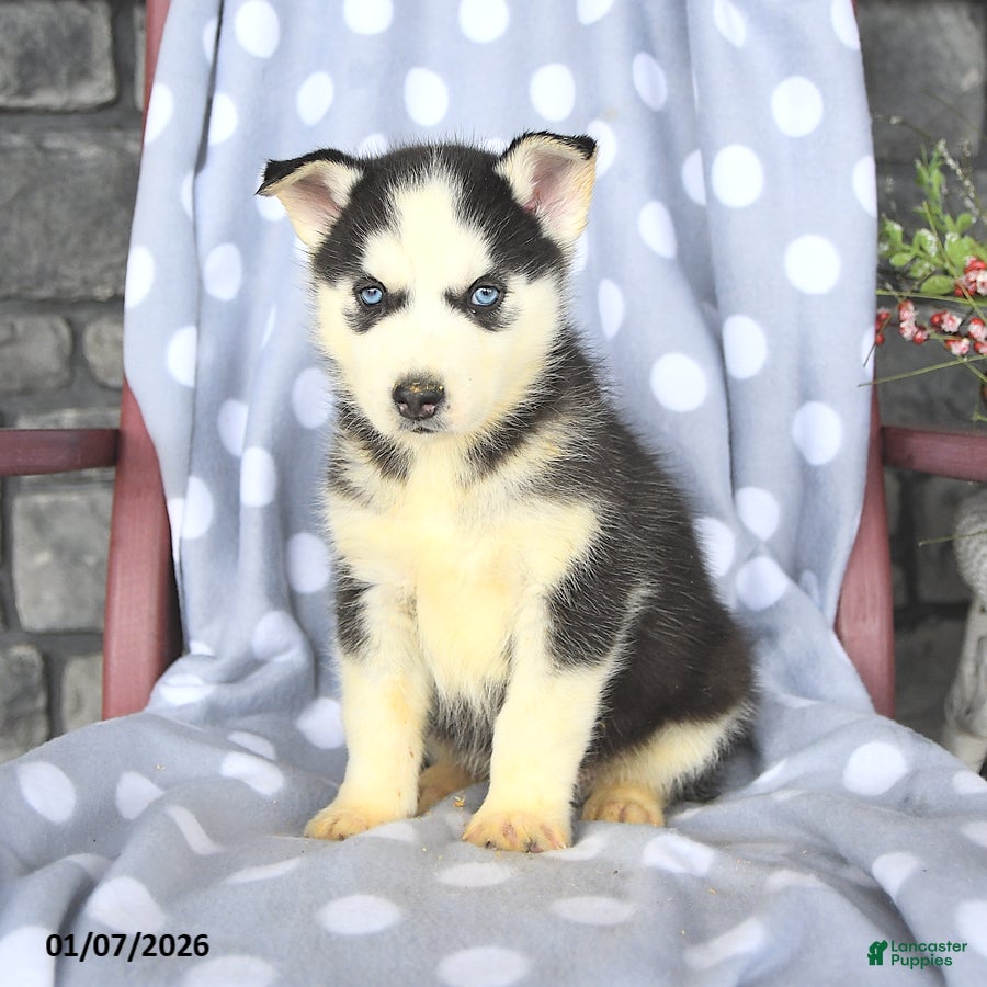 Siberian Husky dogs Baldwin - Ad 5