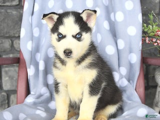 Siberian Husky dogs Baldwin - Ad 18