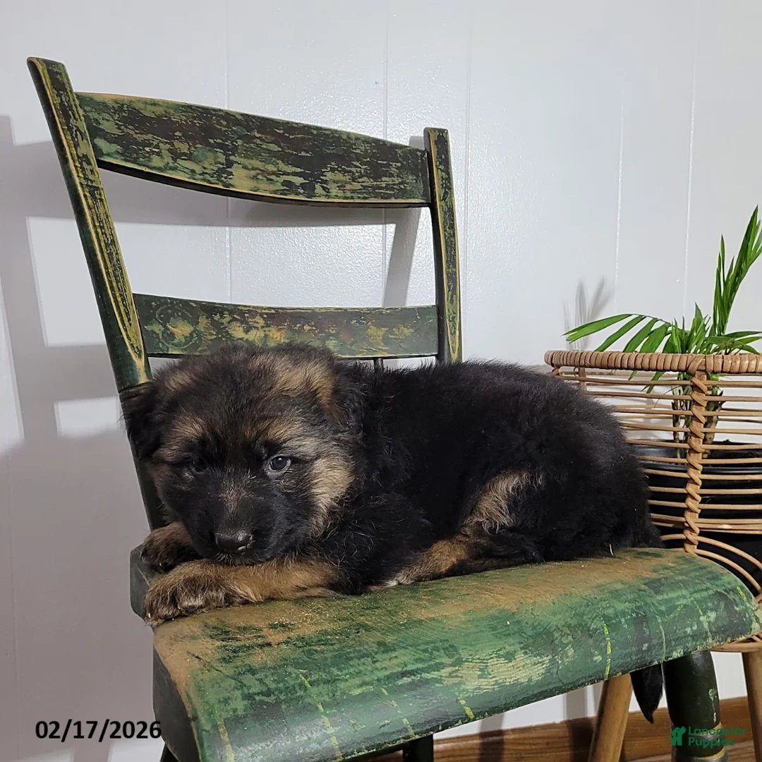 German Shepherd dogs for sale: Betsy - Ad 3
