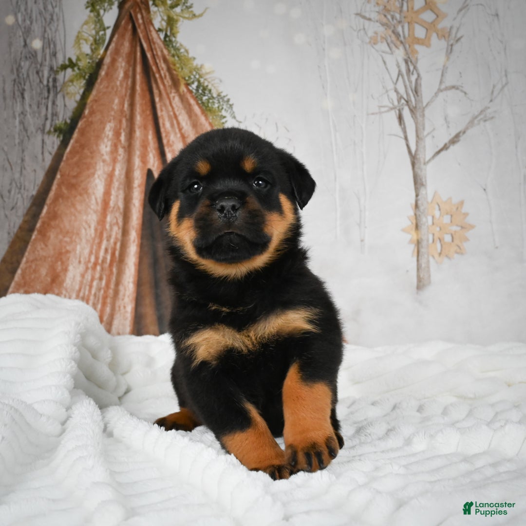 Rottweiler dogs for sale: Beretta - Ad 11