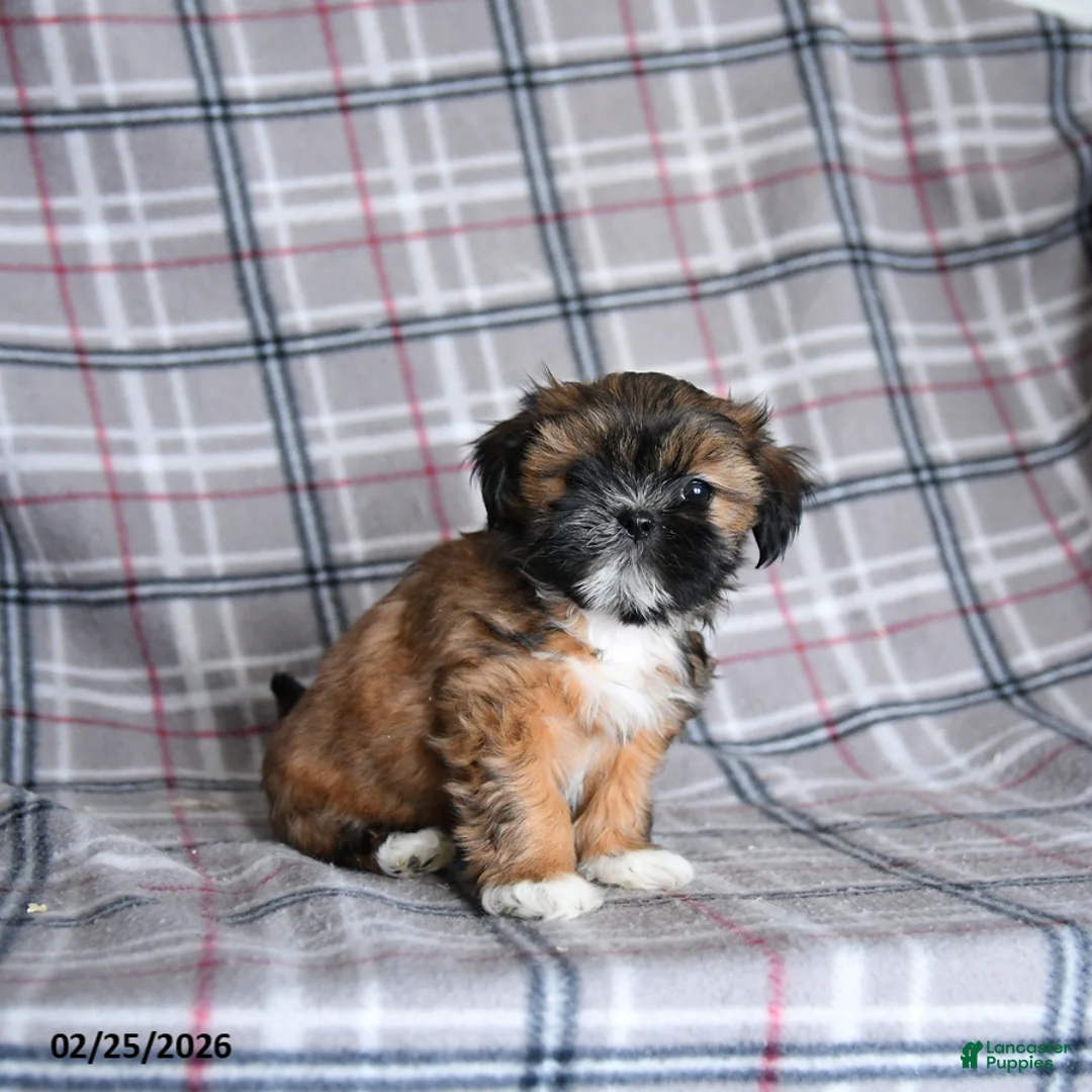 Shih Tzu dogs for sale: Sofie - Ad 5
