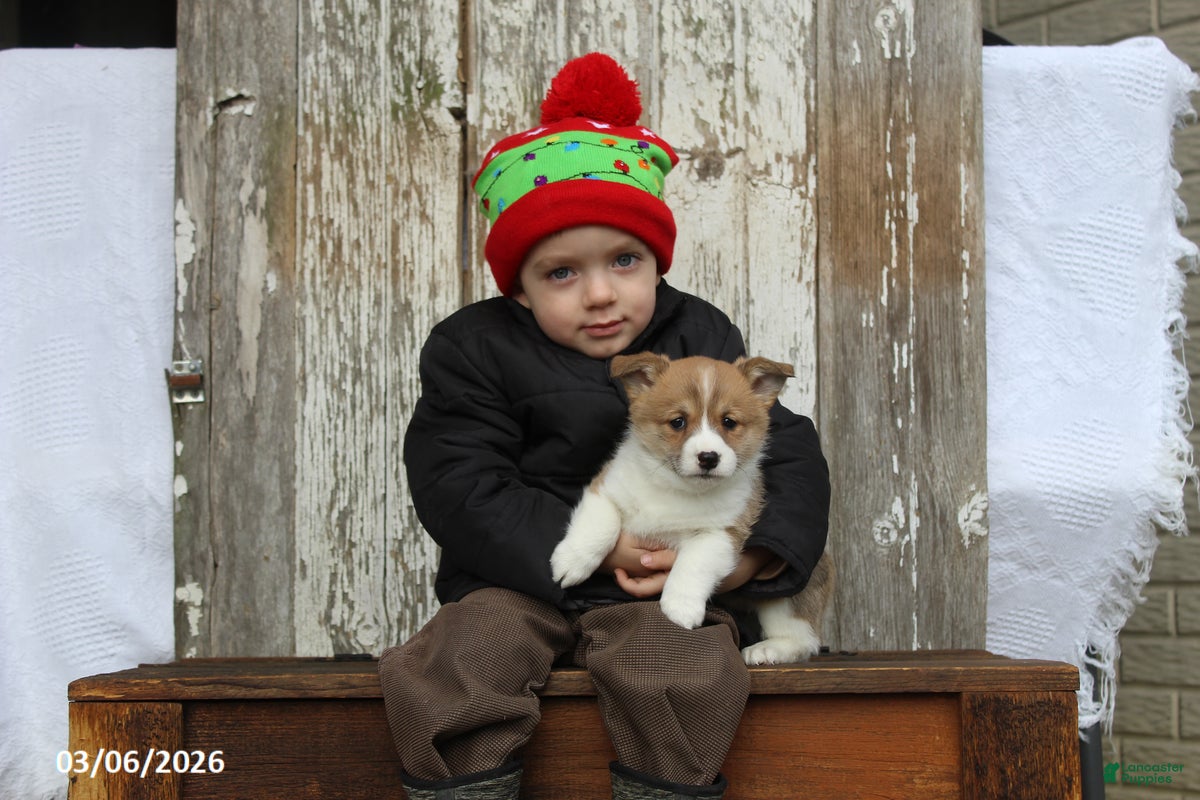 Welsh Corgi Pembroke dogs Mindy - Ad 1