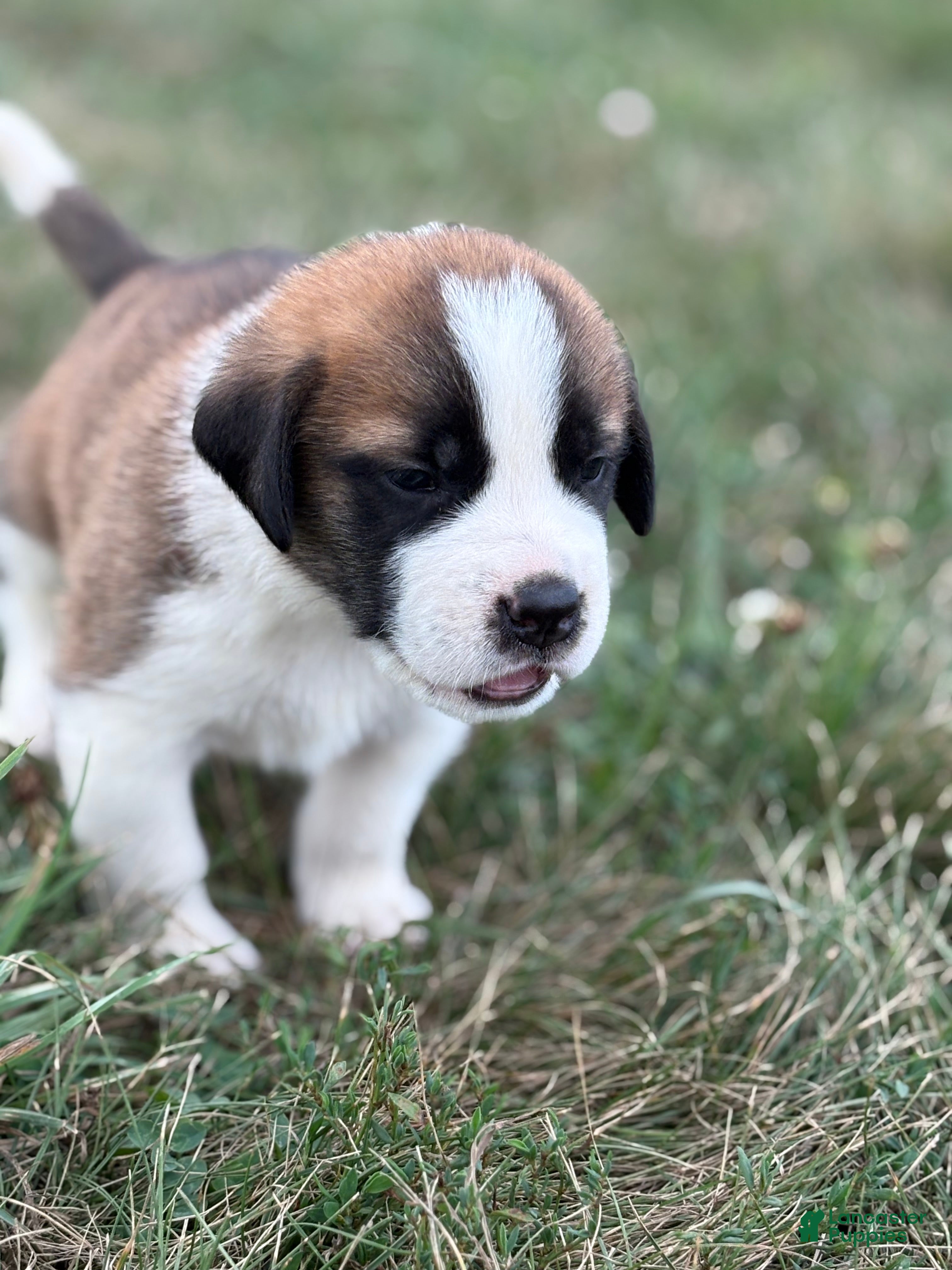 Saint Bernard dogs Rex - Ad 2