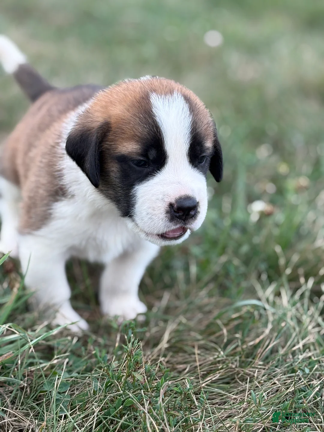 Saint Bernard dogs for sale: Rex - Ad 2