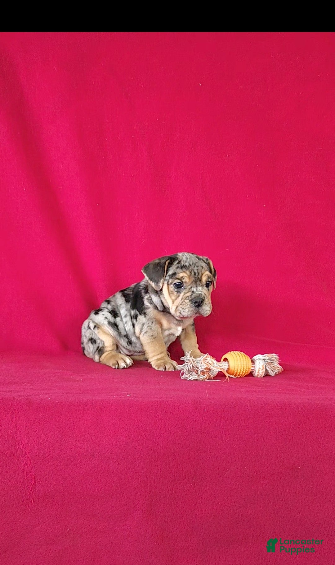 Mixed Breed dogs for sale: Brynn - Ad 6