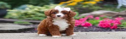 Cavapoo dogs for sale: Ellie - Ad 2