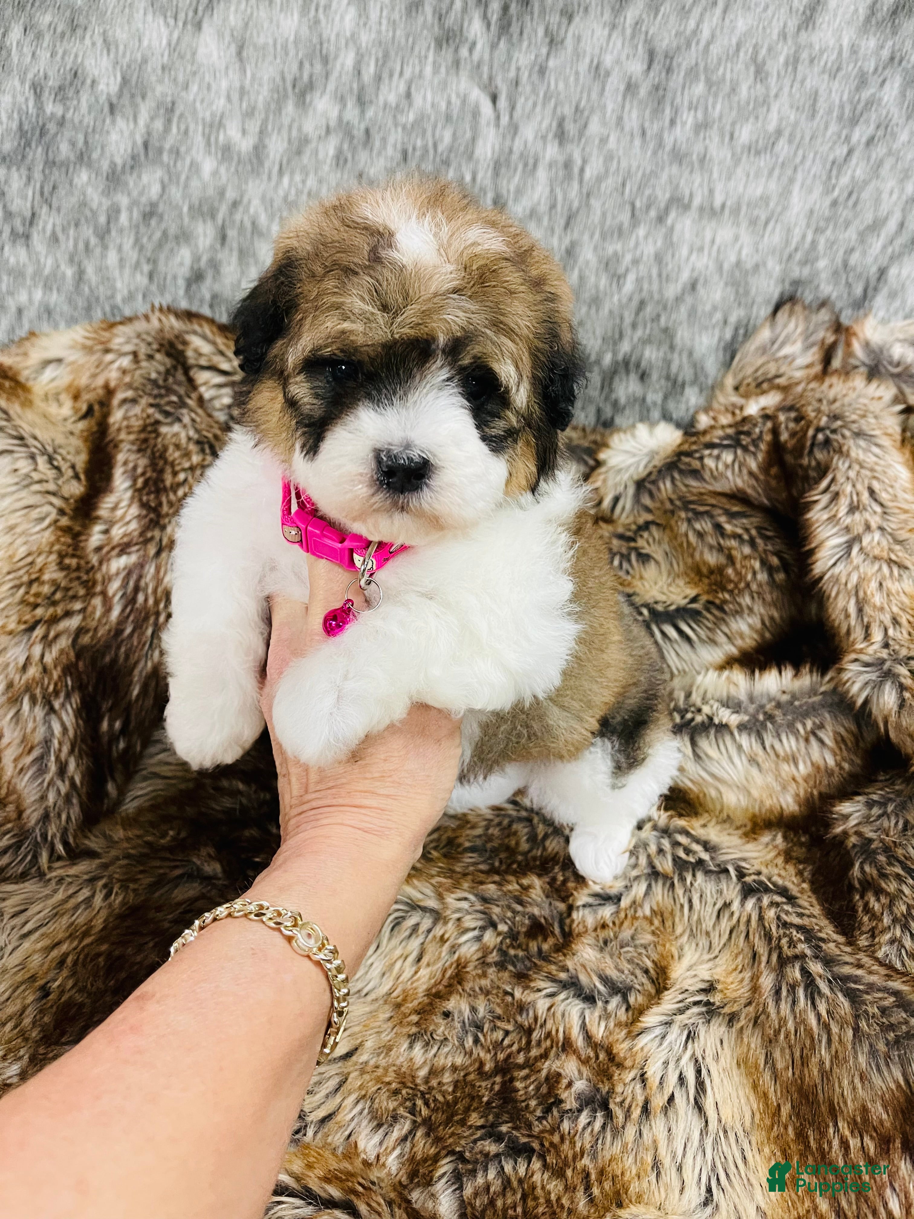 Mixed Breed dogs mini bernedoodle female 1 - Ad 25