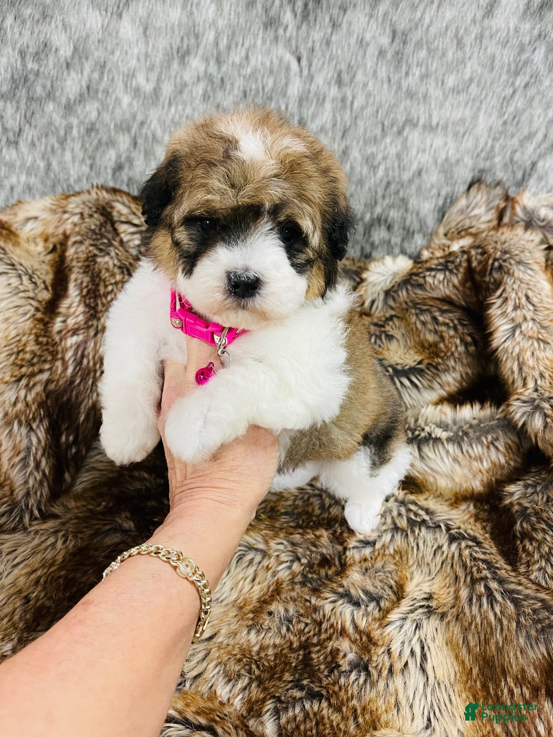 Mixed Breed dogs for sale: mini bernedoodle female 1 - Ad 1