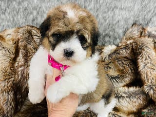 Mixed Breed dogs mini bernedoodle female 1 - Ad 25