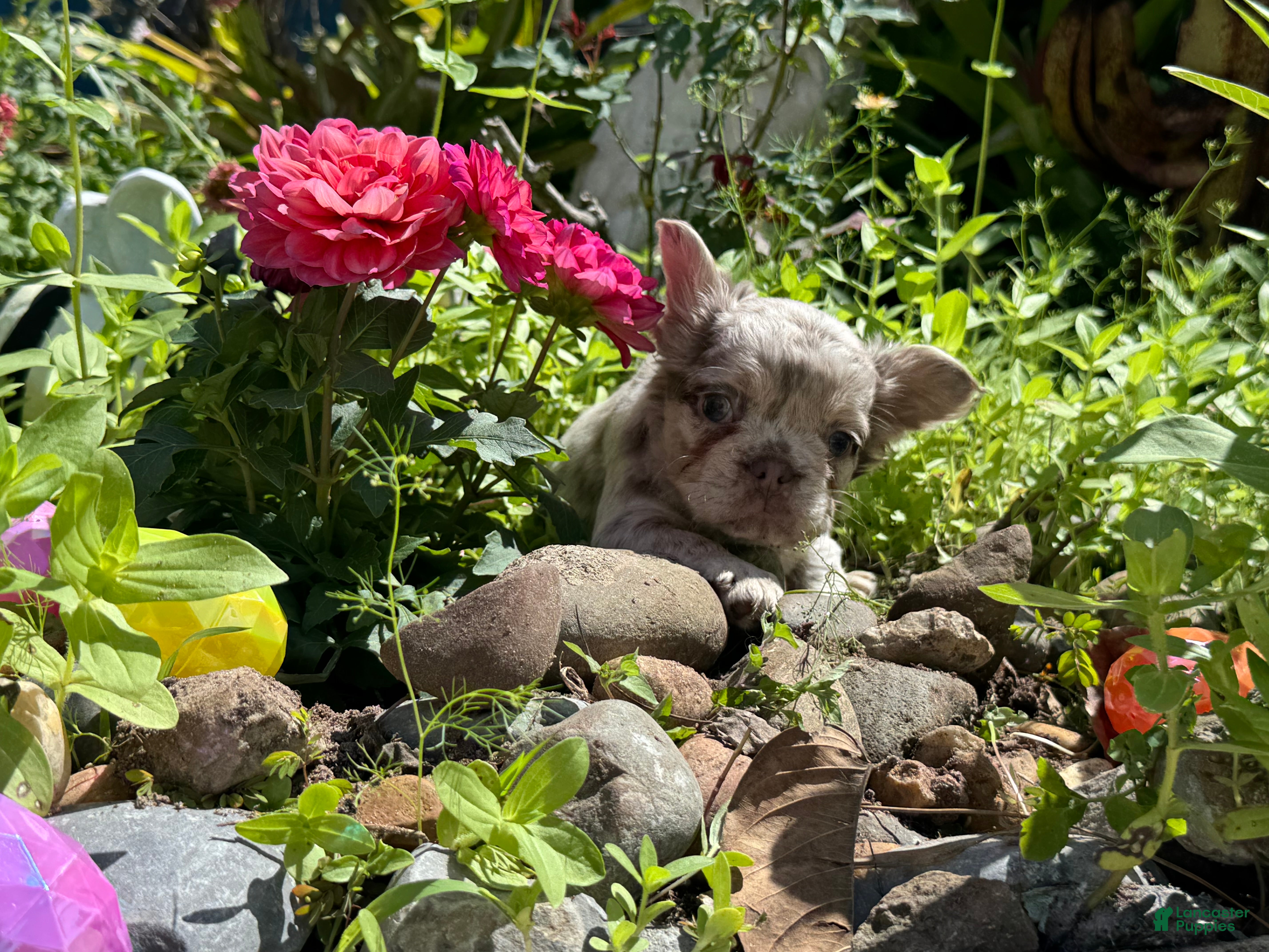 French Bulldog dogs Aurora - Ad 1