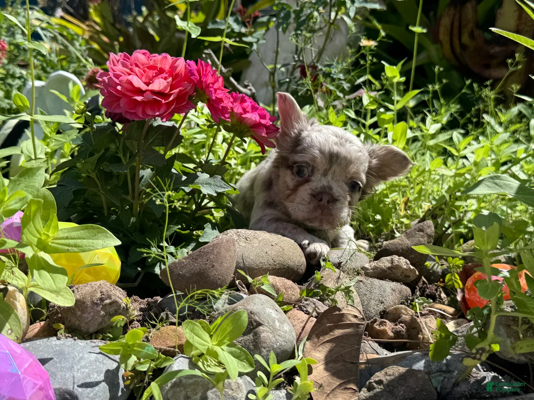 French Bulldog dogs for sale: Aurora - Ad 1