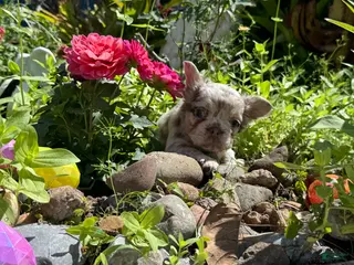 French Bulldog dogs for sale: Aurora - Ad 4