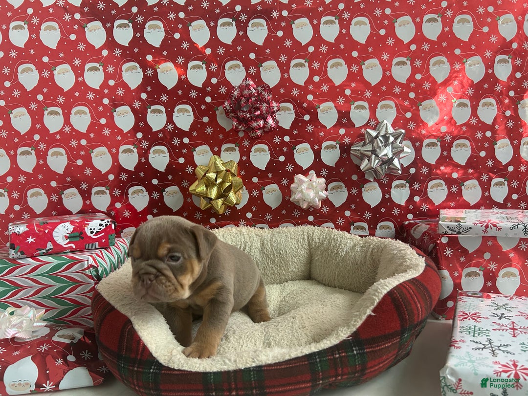 English Bulldog dogs for sale: Piper - Ad 3