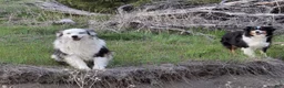Toy Australian Shepherd dogs for sale: Toy Australian Shepherd 3 - Ad 3