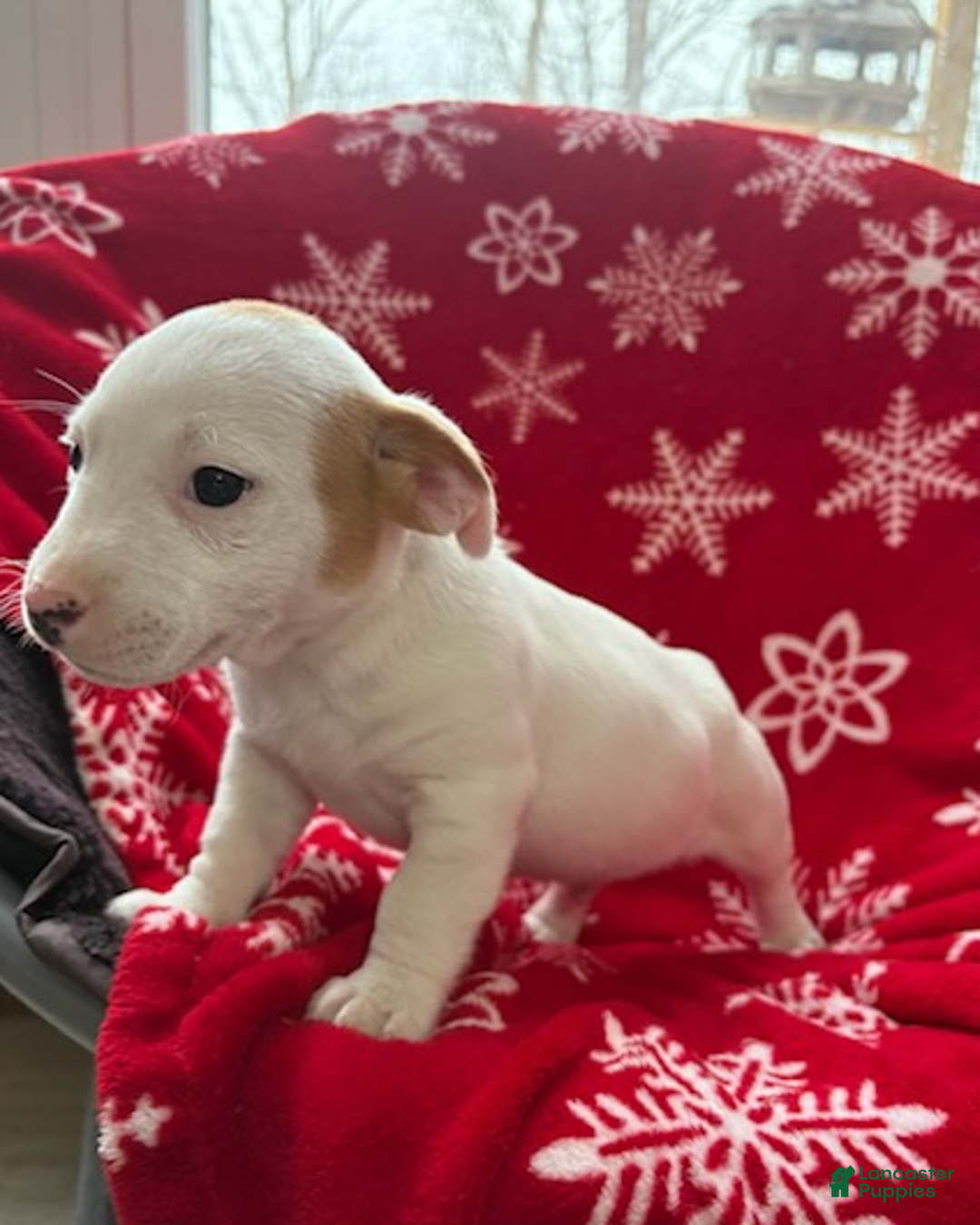 Jack Russell Terrier dogs for sale: Isaiah - Ad 1