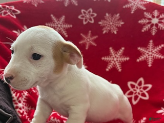 Jack Russell Terrier dogs for sale: Isaiah - Ad 4