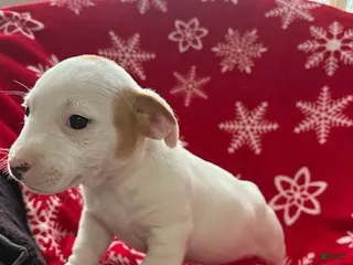 Jack Russell Terrier dogs Isaiah - Ad 10