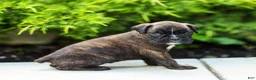 Boxer dogs for sale: Lonnie Boxer Puppy  - Ad 8