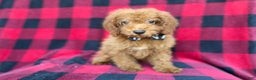Cockapoo dogs for sale: Cash - Ad 3