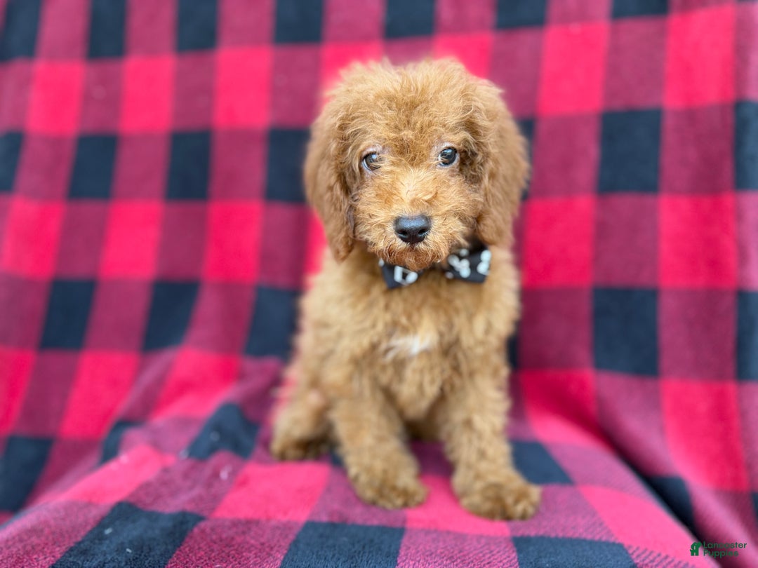 Cockapoo dogs for sale: Cash - Ad 3