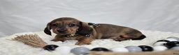Miniature Dachshund dogs for sale: Kody - Ad 1