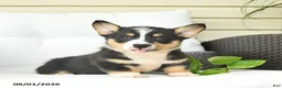 Welsh Corgi Pembroke dogs for sale: Bandit  - Ad 3