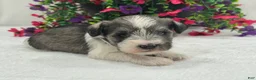 Miniature Schnauzer dogs for sale: Josie Female 3 - Ad 2