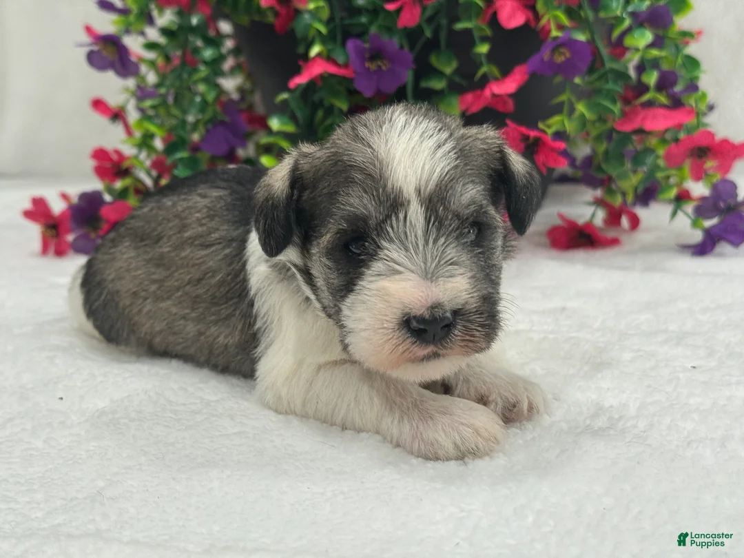 Miniature Schnauzer dogs for sale: Josie Female 3 - Ad 2