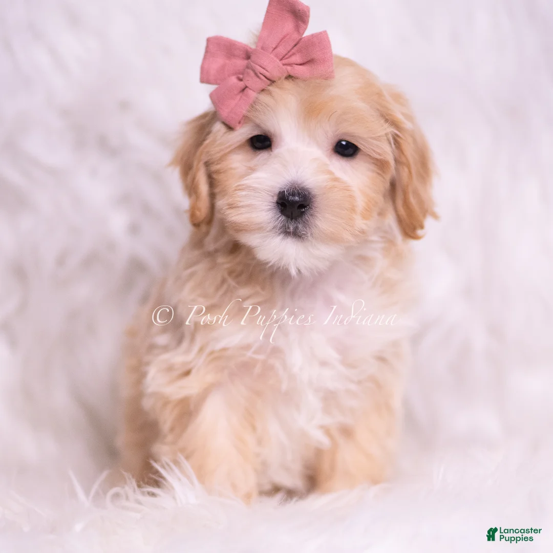 Maltipoo dogs for sale: Polly - Ad 2