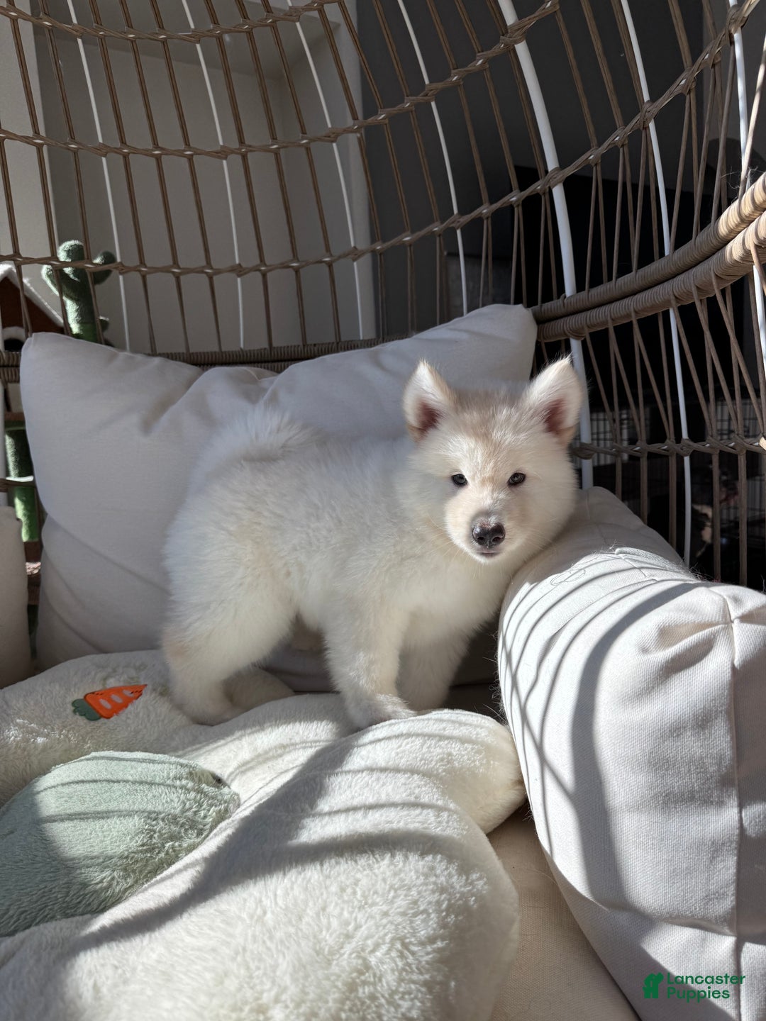 Alaskan Malamute dogs for sale: Xi Xi - Ad 2