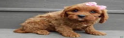 Cavapoo dogs for sale: Ginger - Ad 5