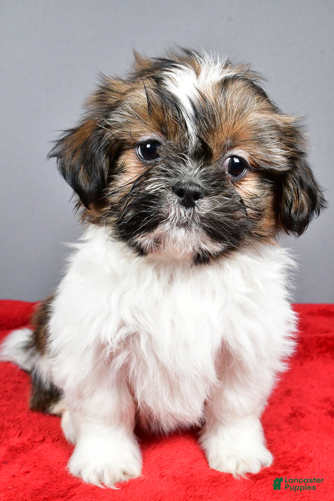 Shih Tzu dogs for sale: Maple - Ad 7