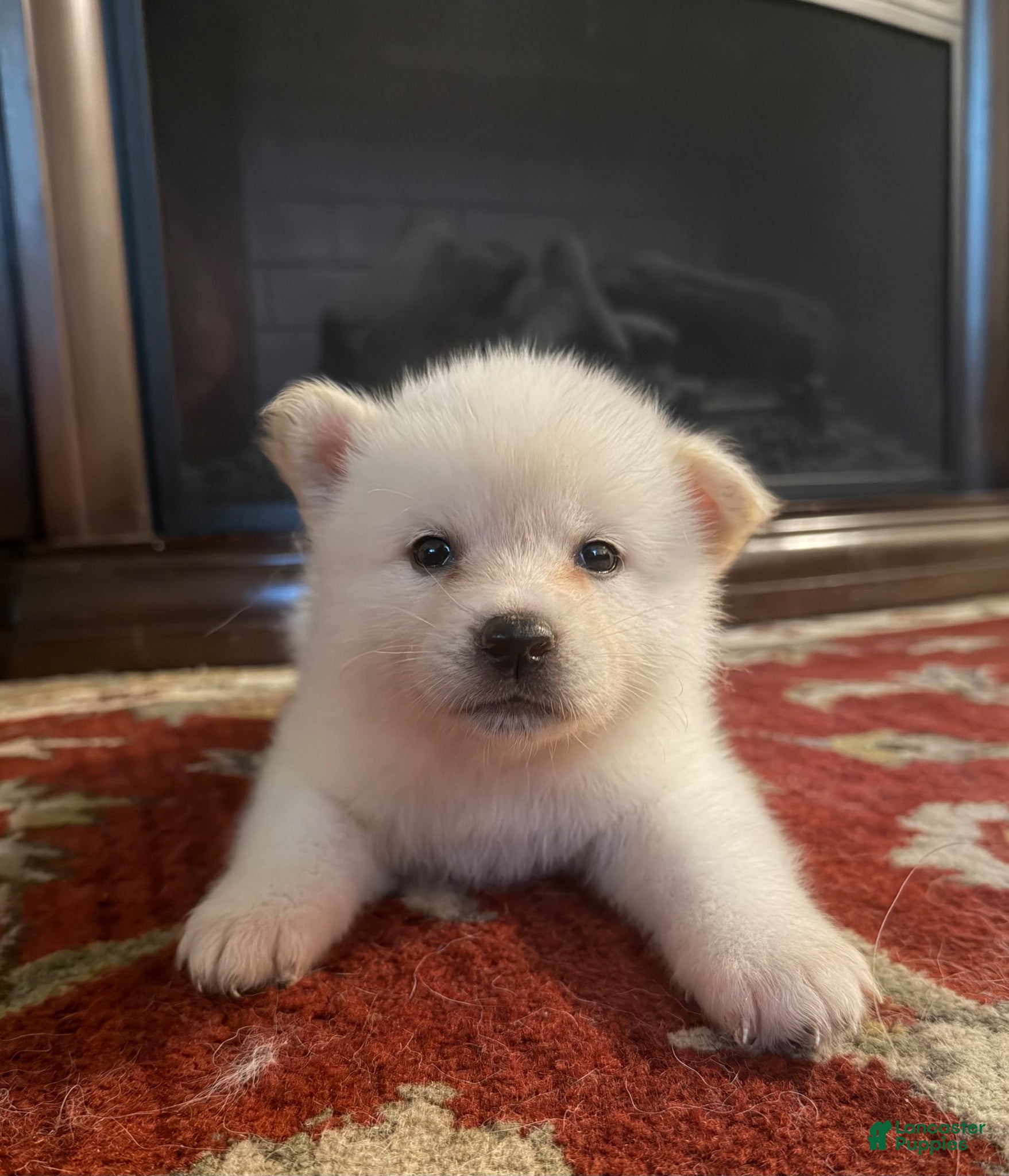 Akita dogs Victory  - Ad 1