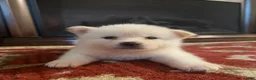 Akita dogs for sale: Victory  - Ad 1