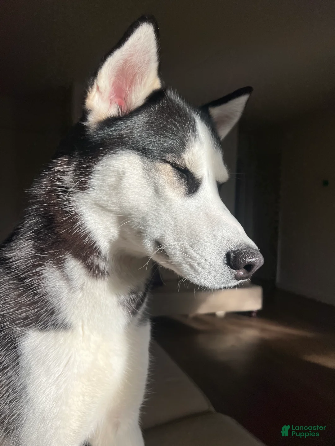 Siberian Husky dogs for sale: Siberian Husky Puppy 1 - Ad 2