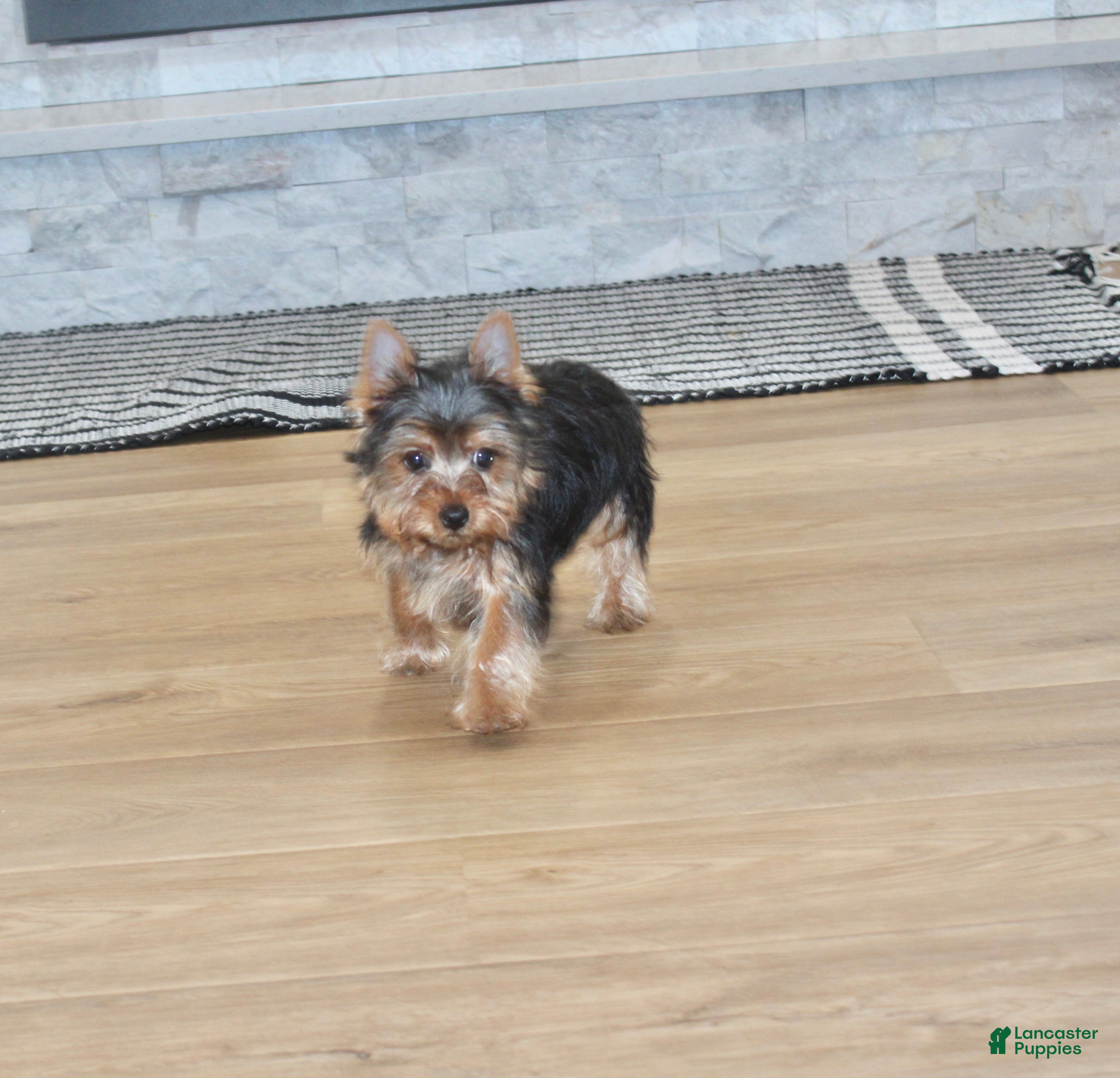 Yorkshire Terrier dogs Robot - Ad 2