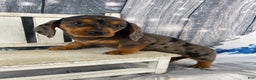 Miniature Dachshund dogs for sale: Joey - Ad 8