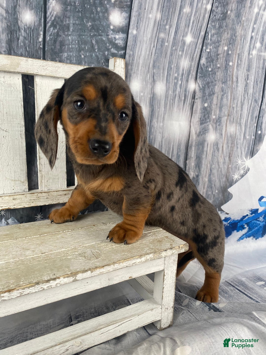 Miniature Dachshund dogs for sale: Joey - Ad 8