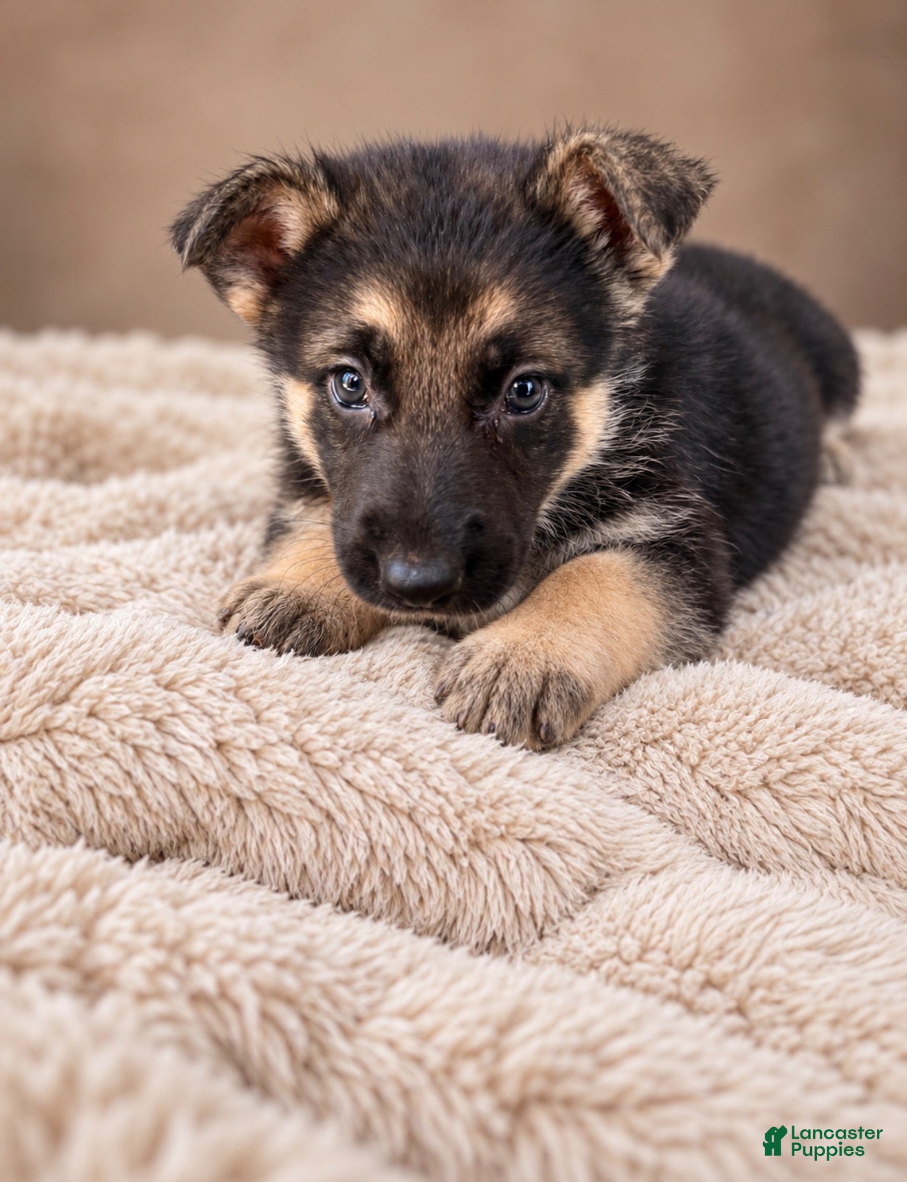 German Shepherd dogs for sale: German Shepherd Male 1 - Ad 2