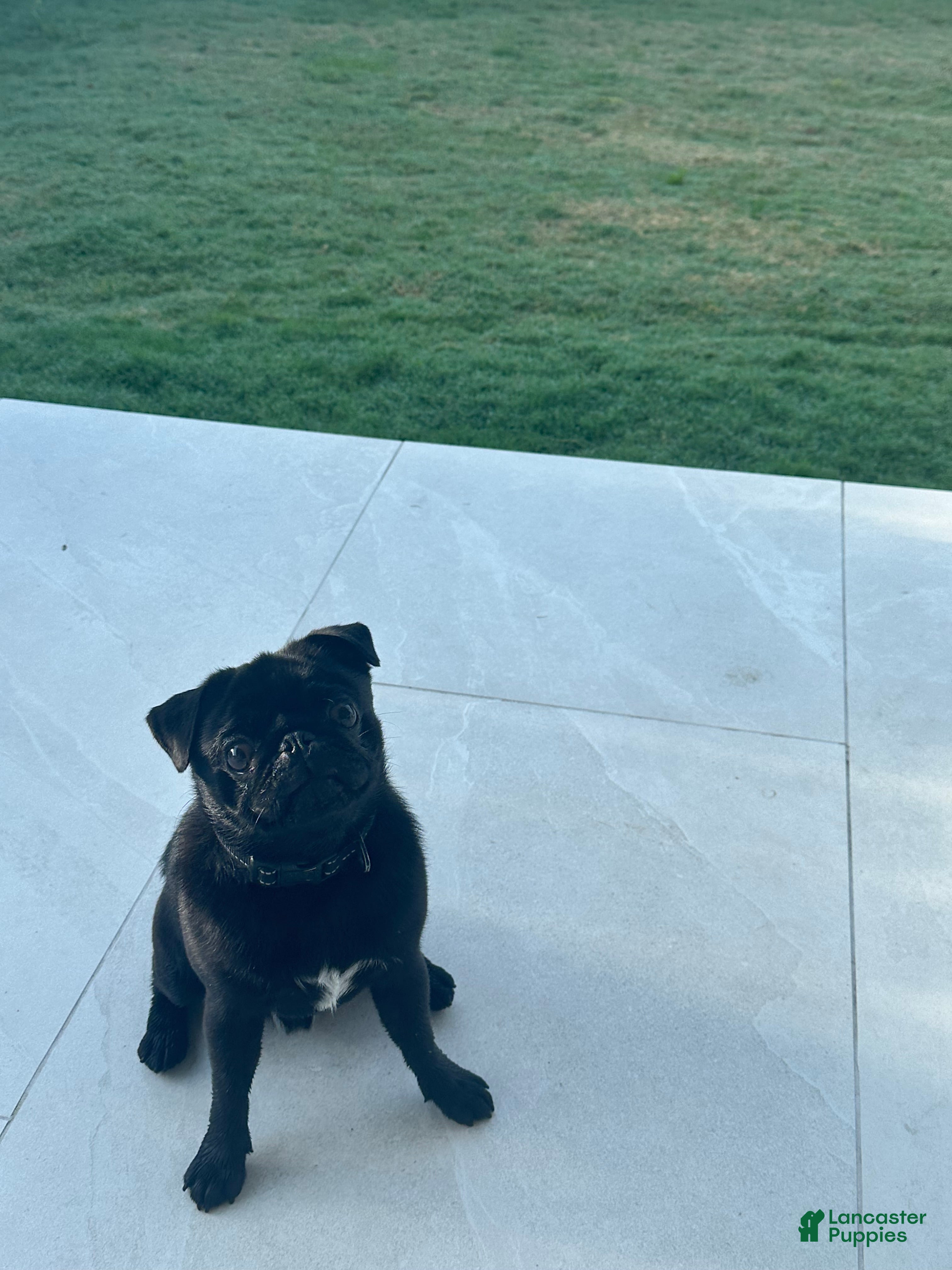 Pug dogs Pug Puppy 1 - Ad 24