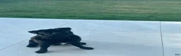 Pug dogs for sale: Pug Puppy 1 - Ad 1
