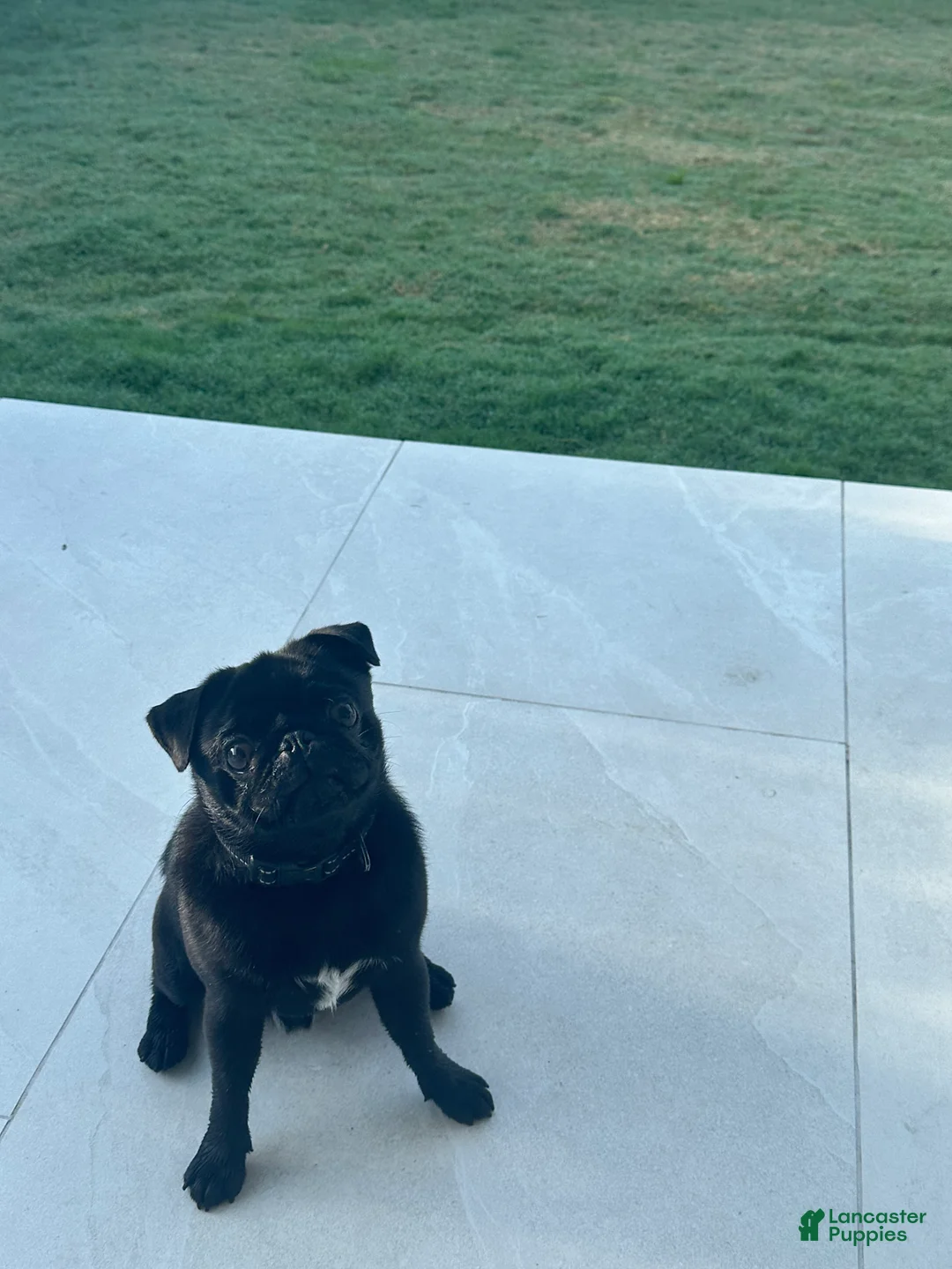 Pug dogs for sale: Pug Puppy 1 - Ad 1