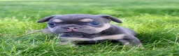 French Bulldog dogs for sale: Maxine - Ad 2